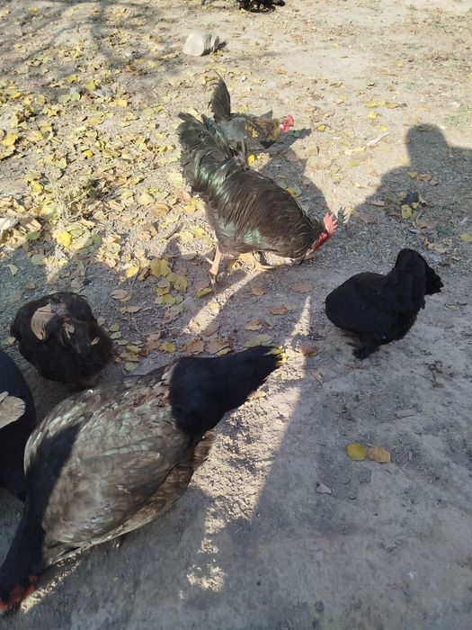 Qora shaxzoda va yaponcha sotiladi