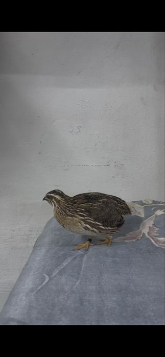 Продам италия  перепелов (бедана)