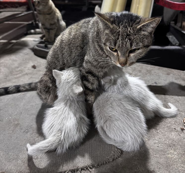 Отдам котят в добрые руки!