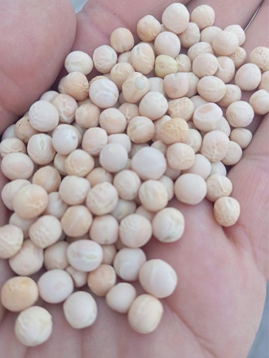 Vand mazare furajera