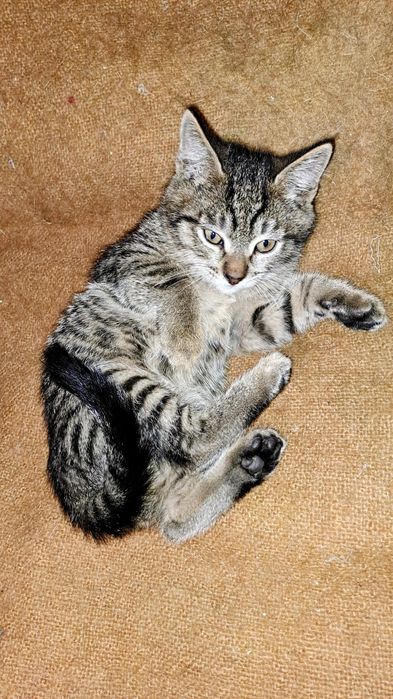 Отдадим котенка серого окраса, мальчик.