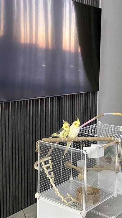 Пара попугаев кореллы