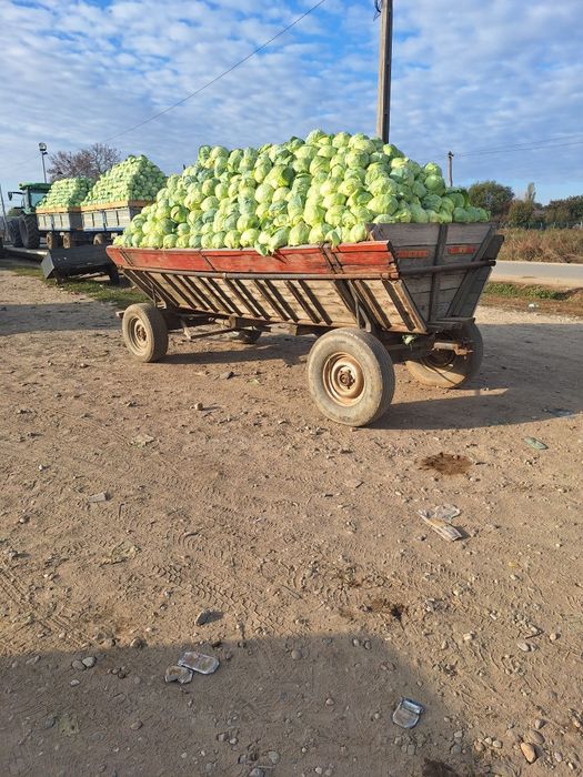 Vând varză româneasca