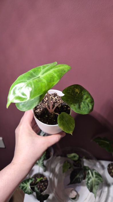 Алоказия ,Пинк амазоника Синуата итд