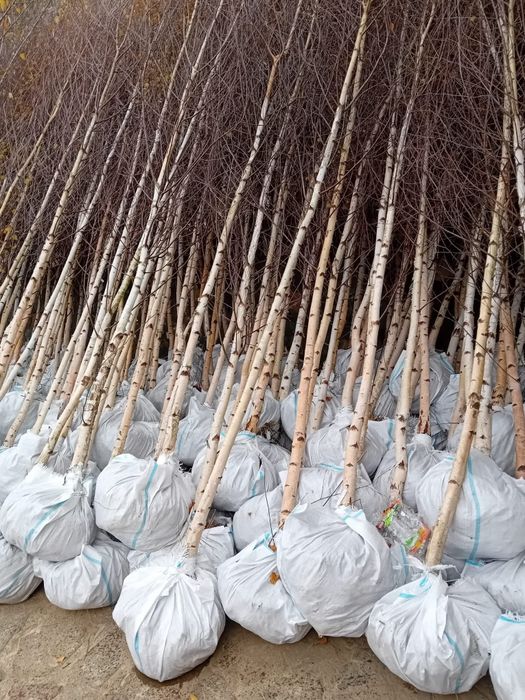 Vând mesteacăn alb ornamental diferite dimensiuni