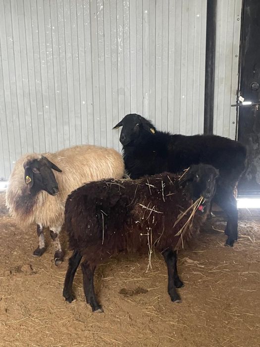 Тоқтты Қой Қошқар үш бас сатылады