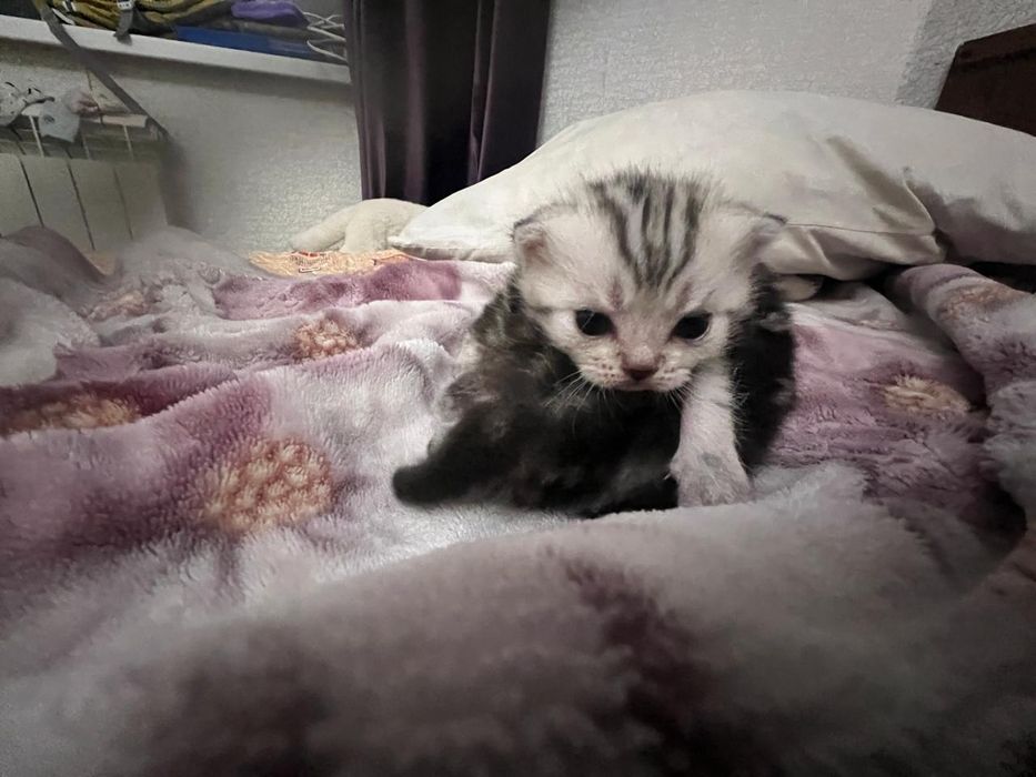 Котята шотландские