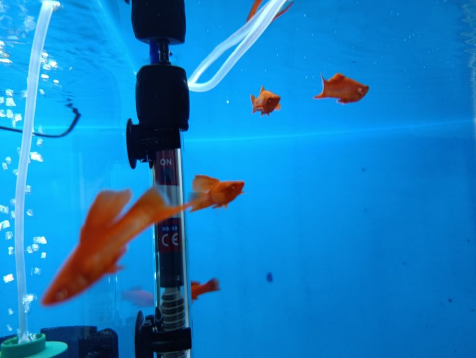 Меченосец рубин флаговый