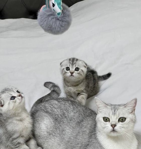 шотландские котята вислоухие