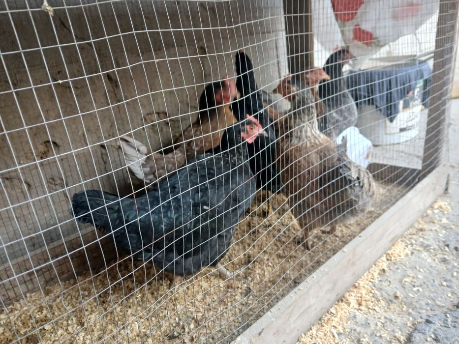 Tovula sotlad 120000 dan