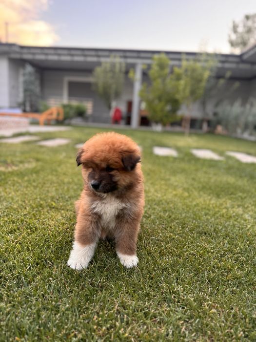 Готовы к продаже клубные щенки Акита-ину!!! 3 мальчика