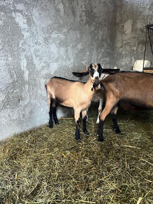 Ieduțe vârstă 6 luni+țap alpin francez