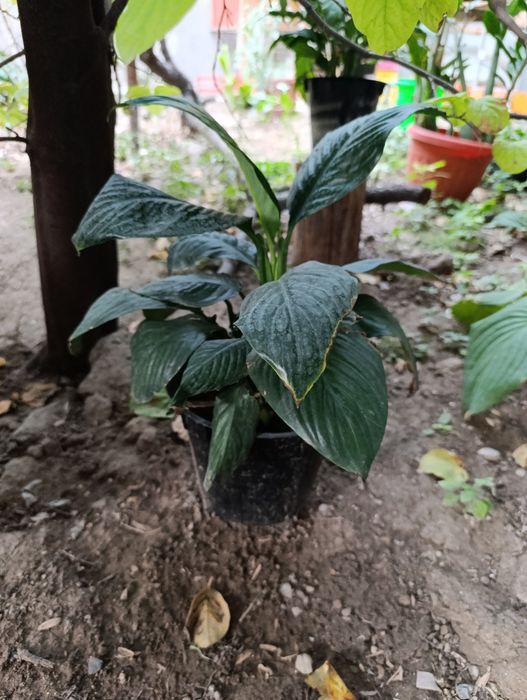 Спатифилум сенсация подростки в 2х и 3х литровых горшках