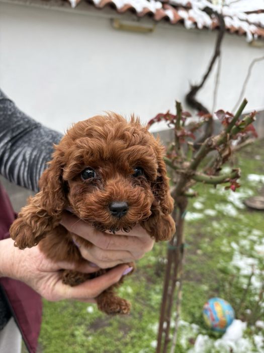 Пухкави Той Пуделчета