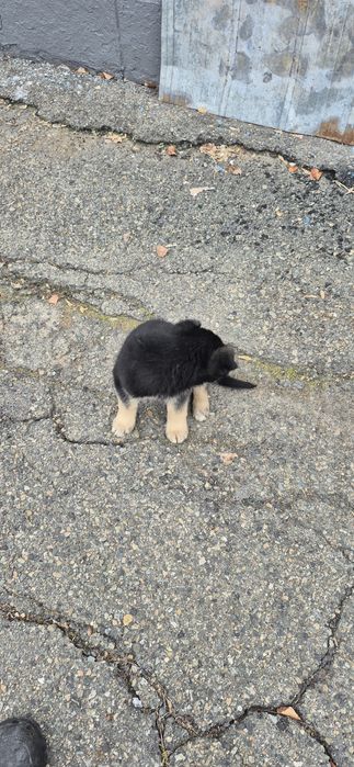 Продам щенка европейской овчарки