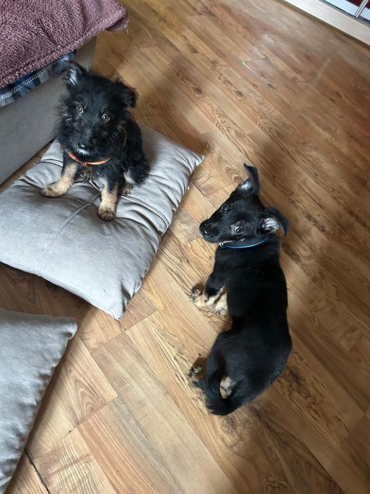 очаровательные щеночки ищут самый лучший дом