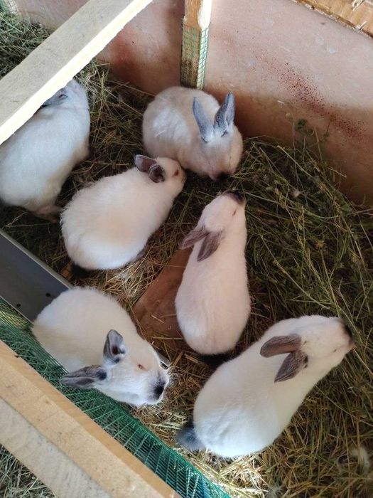 Kaliforniya quyon bolalari sotiladi 2 oylik