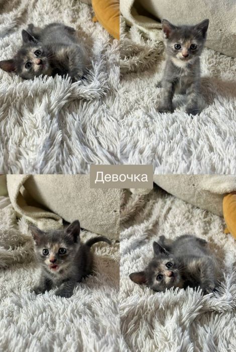Отдам в добрые руки