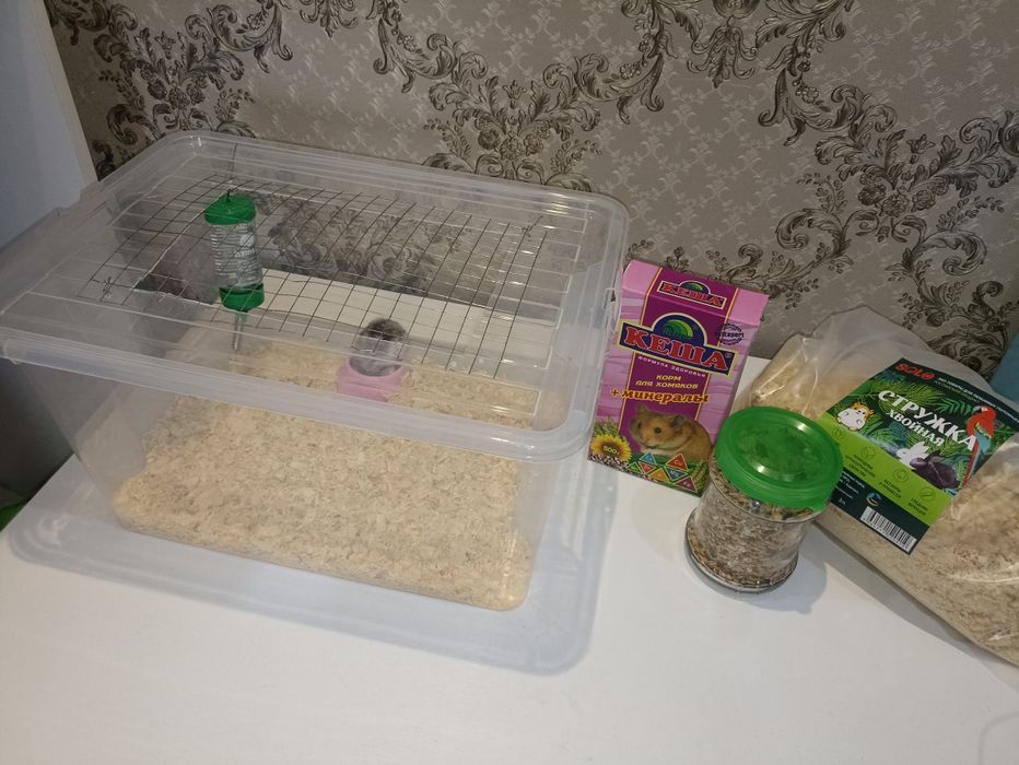 Хомяк девочка 1 месяц с контейнером и тд