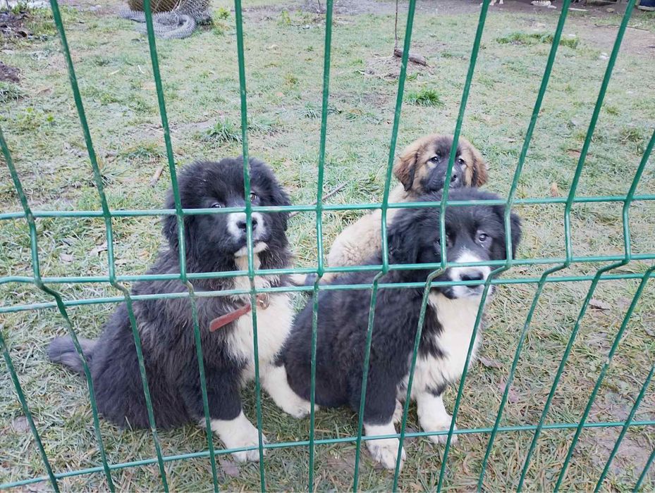 Кучета  Карачанска Овчарка