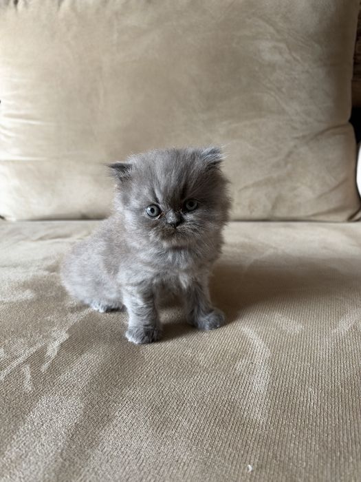 Персийски котета