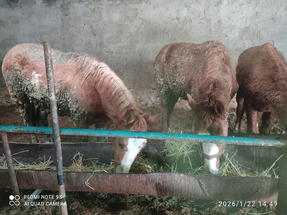 2 бас семіз құнан сатылады