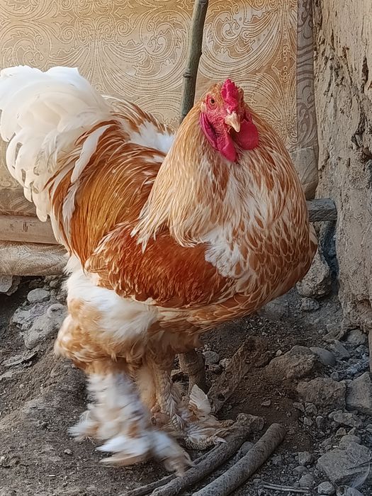 Продаются яйца курей породы брама белое золото
