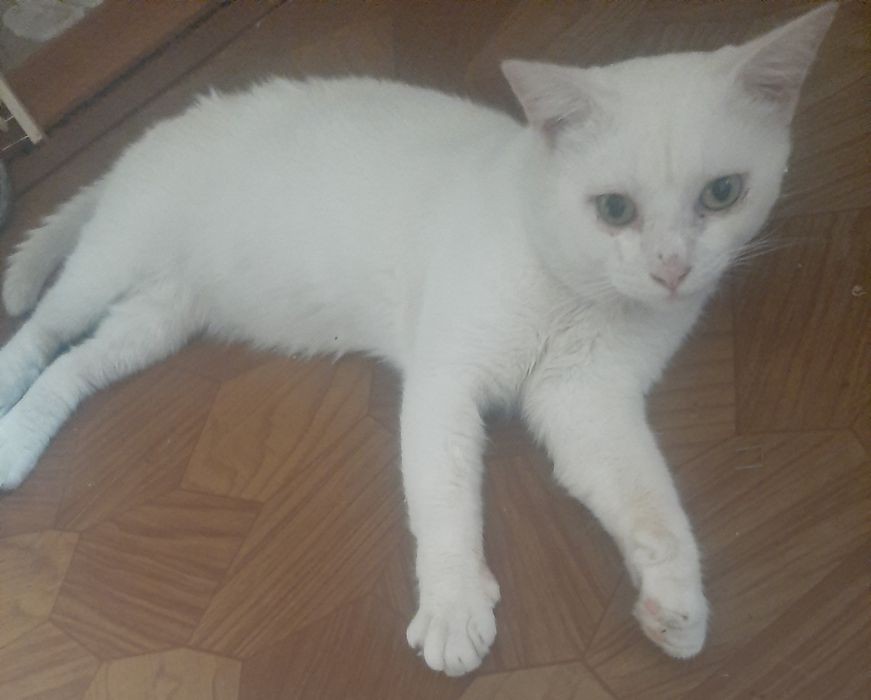 Котик-мальчик  в семью