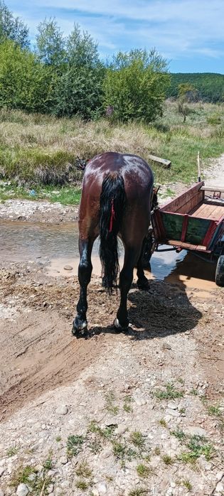 Vând harmasar de 4 anii este cuminte și garantat de tras
