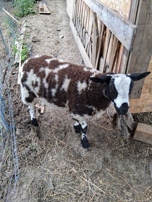 Vand berbecuţ pătat olandez