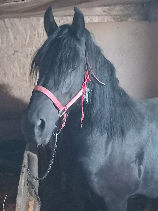 Iapa cu manz de vanzare