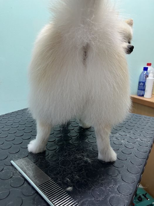 Груминг кошек и собак