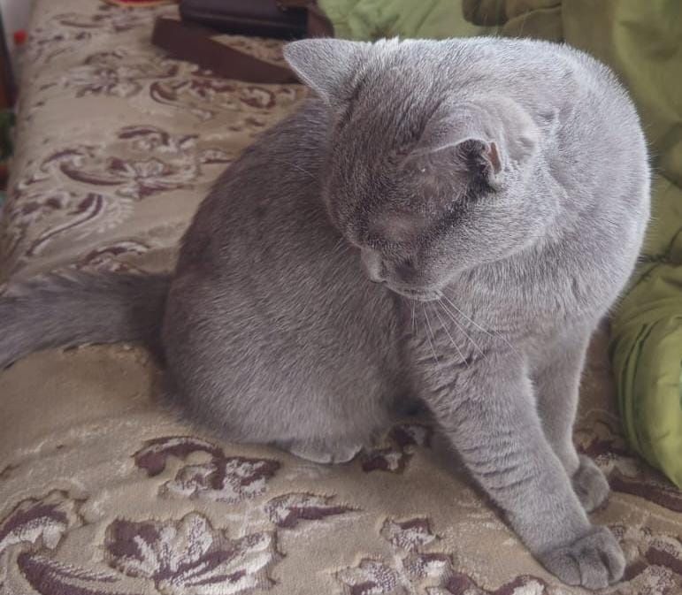 Продаётся кот британец вислоухий