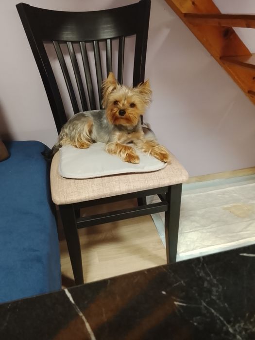 Продавам две мини йоркита,момиче и момче.