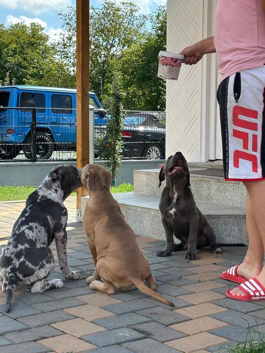 American BULLY XL