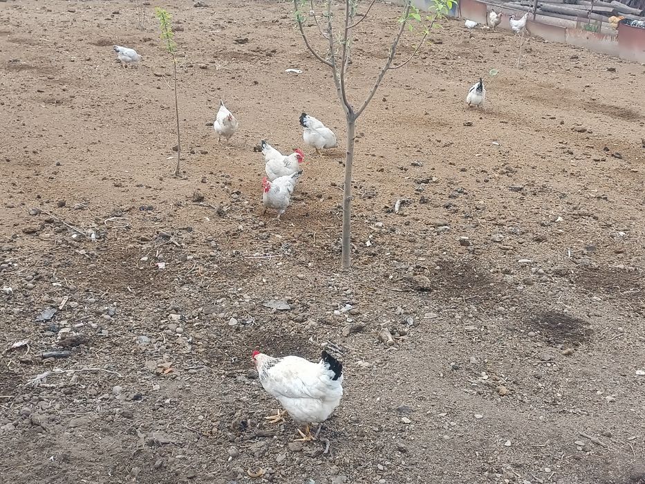 Адлер тауык кораздар