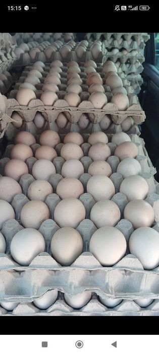 De vânzare ouo.  Proaspete