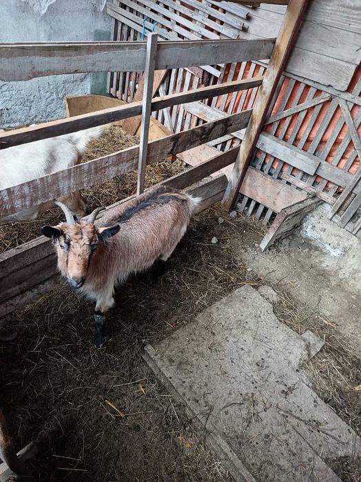 Vând /Schimb 2 capre Anglo Nubian și Metis Alpin