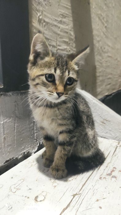 Отдам  котят в добрые руки