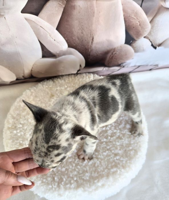 Френски булдог елитна кръвна линия момиче