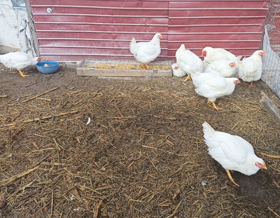 Pui crescuți în gospodărie