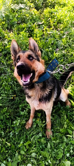 Немецкая овчарка щенки