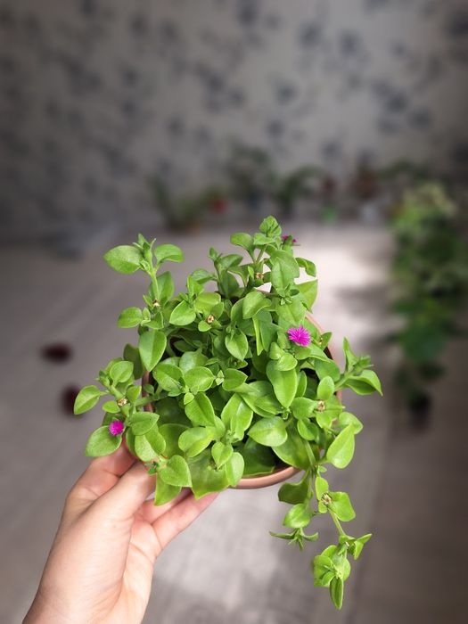 Пеперомия, аптения,традесканция,