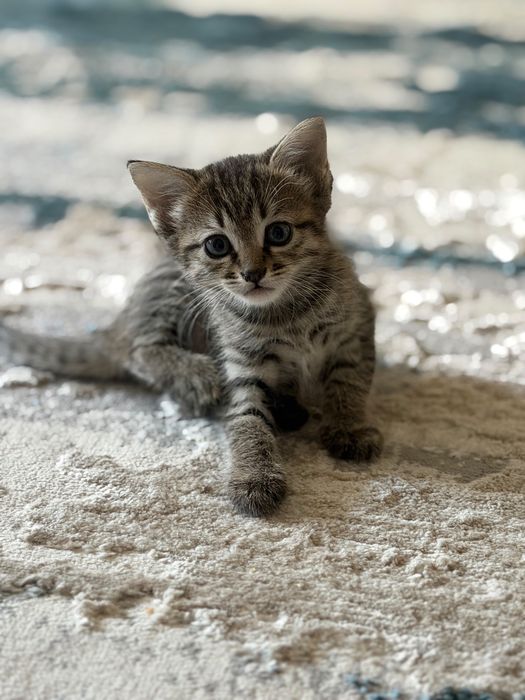 Отдам котят в добрые руки