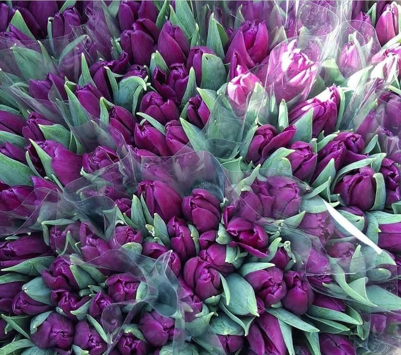 Тюльпаны высшего качества