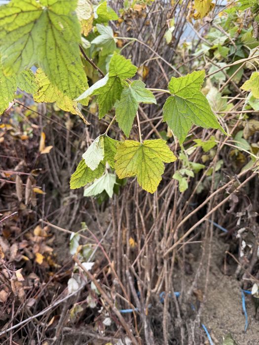 Zmeura,Mur,Afin ,Coacaz,aronia,agris