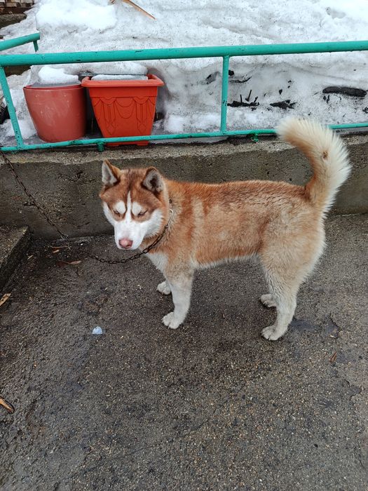 Отдам кобеля хаски