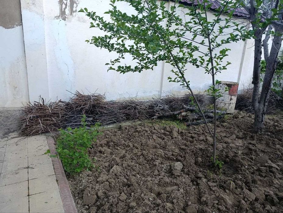 Ветки деревьев дарахт шохлари