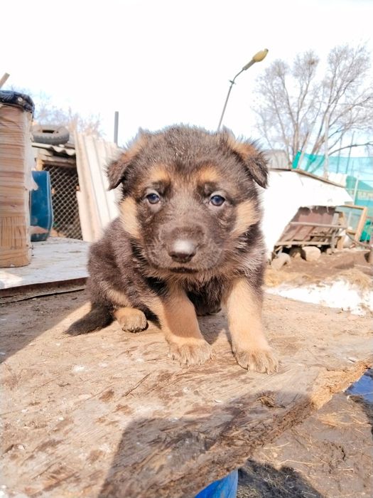 Щенки Овчарки мальчики