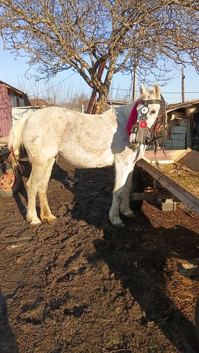 Vând sau schimb  iapă de 6 ani cuminte fără defecte